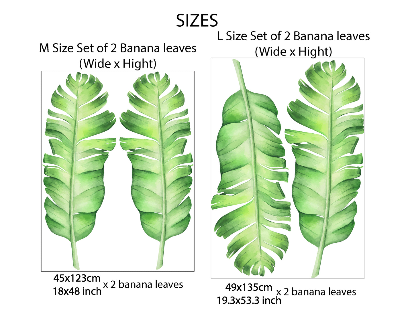 Set of Large Banana Leaves