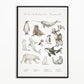 Dierengroepen collectie poster