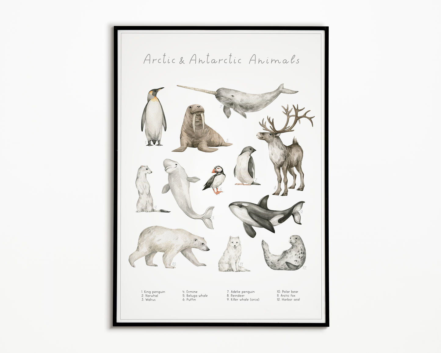 Dierengroepen collectie poster