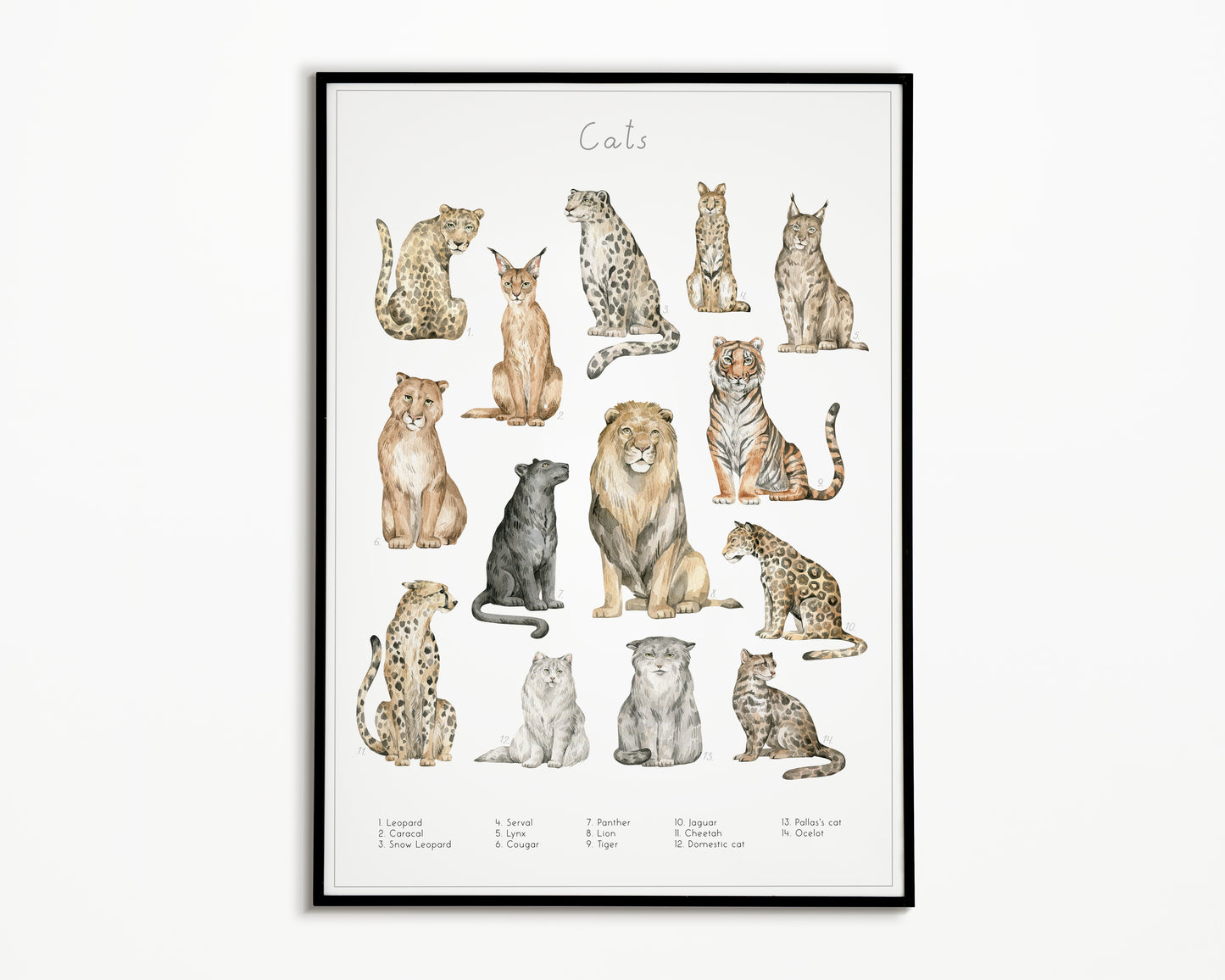 Dierengroepen collectie poster