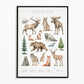 Dierengroepen collectie poster