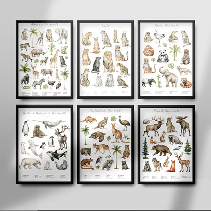 Colección de grupos de animales Póster